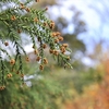 花粉症に効果的な鍼灸