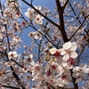 武蔵小金井公園で桜散歩
