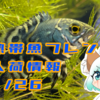 【入荷情報】1/26熱帯魚フレンド入荷情報