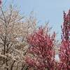 山中湖 花の都公園 冬 １２月 クリスマス ２０２１ イルミネーションファンタジウム 期間は？