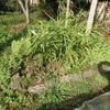 確認　ネットは洗って