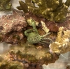 海水30cmハイ水槽にエメラルドグリーンクラブ追加