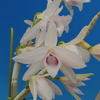 Dendrobium anosmum f.huttonii