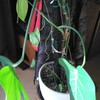 観葉植物