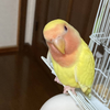 れもんちゃん、お医者さんへ行く：鼻水トラブルと日付けミス薬の巻
