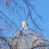 武蔵野公園_鳥達（東京都小金井市・府中市）