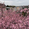 今が満開🌸・三浦海岸桜まつり(河津桜)に行ってきました ※20240217時点