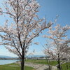 ☆　狭山池の桜　☆