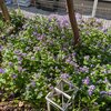 ３．３１（日・晴れ）春の高温。