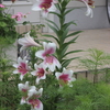 庭の花(8)