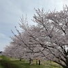【心豊かに暮らす】今年の桜