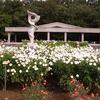 秋バラを堪能できました♪　　〜神代植物公園にて〜