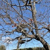 6-337   早咲き桜はいつ咲くのか！？