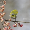 マユミにメジロ