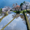 関西写真映えする桜スポット・今年はどこで撮ろう