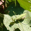 カマキリの食欲