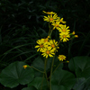 ツワブキ：石蕗の花
