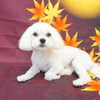 マルチーズのりんちゃん