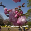 中咲き・遅咲きの桜を楽しむ　小金井公園