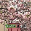 大阪　造幣局、桜の通り抜け始まる（ＮＮＮ）