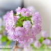 full bloom