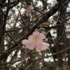 桜の開花時期と、心の情景のめぐりについて