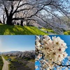 【背割堤さくらまつり】淀川河川公園背割堤地区の桜。まるで桜のトンネル