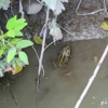 トノサマガエル発見