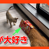 箱が大好きな猫。どんな箱でも楽しめる猫たち。