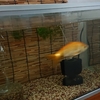 勢い良く泳ぐようになった金魚