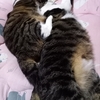 お猫さま達の性格について