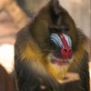 マンドリルに関する雑学！
