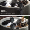 あちい夕暮れの猫々*
