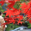 フォト・ライブラリー(329)京都・嵐山の紅葉2012〜後半