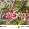 街をあるけば「兼六園菊桜」