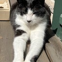 猫と私の365日