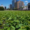 千秋公園の堀