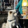 番犬「わさお」