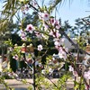咲いた！アーモンドの花