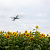 離陸していく飛行機とひまわり　ひこうきの丘　