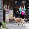 記憶の旅猫・美麗島ワン伝（笑）。