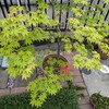我が家の植物たち。５月の様子