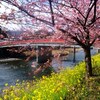 伊豆旅行③　河津　桜と滝