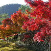 光悦寺　　　　洛北　鷹ヶ峰に築かれた芸術の里