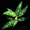 Aglaonema pictum"さんぷーるマルチ"HD from Aceh barat【AZ0219-1】