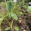 家庭菜園の里芋と冬野菜生育中