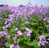 神奈川も花大根咲いています