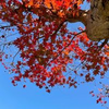 引っ越し荷物そのままに秋の紅葉の観心寺道の駅に脱出。　ダメ女の生きる道