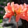 「新茶」の季節、「モッコウバラ（木香薔薇）」も咲きました。