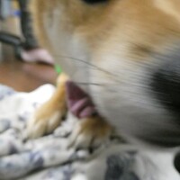 犬バカちゃんりん☆蕎麦屋の風鈴🎵　いらっしゃいませ～　が　したいのよ　